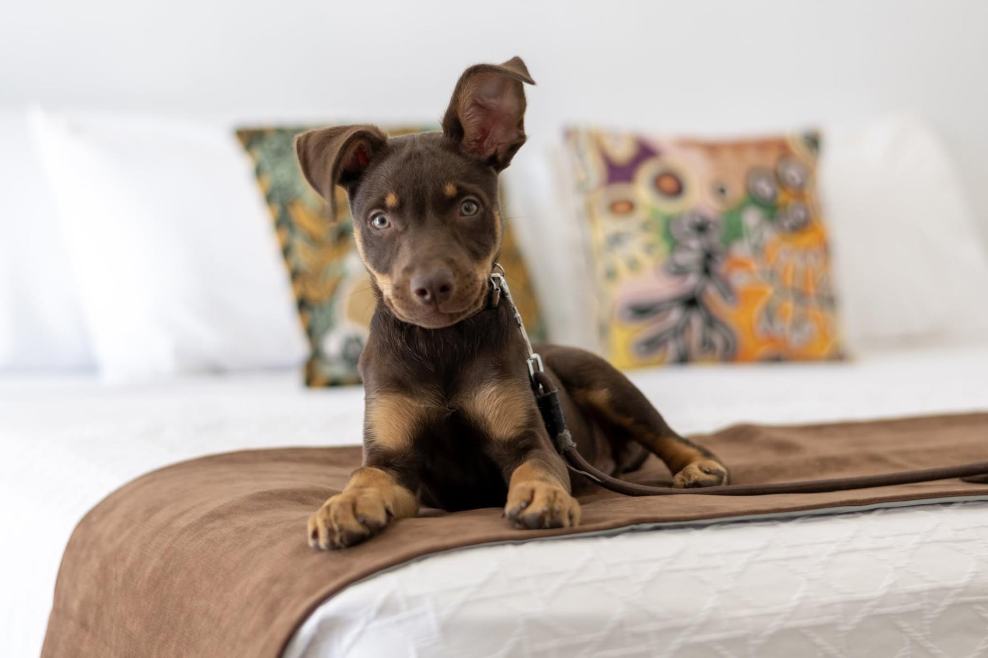 Freshly Renovated Rooms and Pet-Friendly Stays